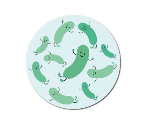 乳酸菌とはどんな生き物？